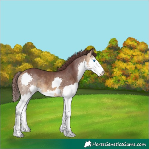 Horse Color:Chocolate Buckskin Splash 