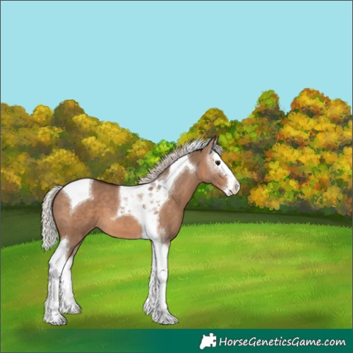 Horse Color:Silver Brown Dun Splash Tobiano Appaloosa 