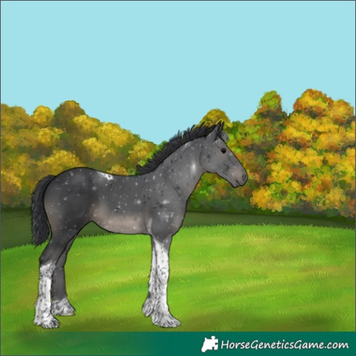 Horse Color:Black Tobiano 