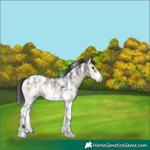 Horse Color:Brown Onyx Sabino Appaloosa 