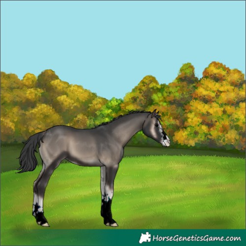 Horse Color:Blue Onyx 