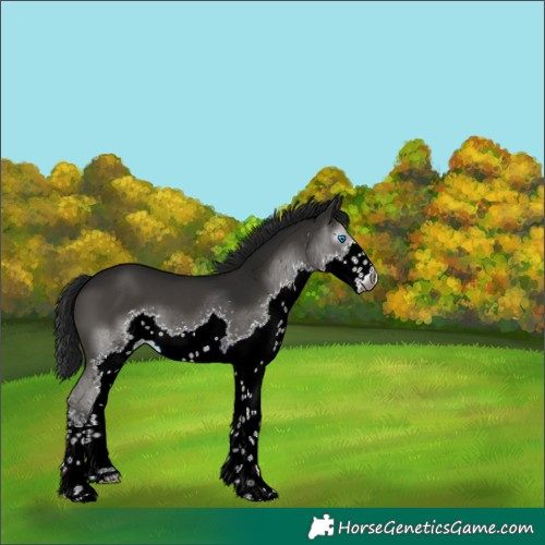 Horse Color:Gray Black Splash 