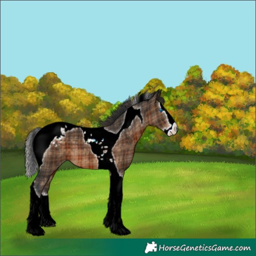 Horse Color:Plaid  Brown Splash Tobiano Varnish 