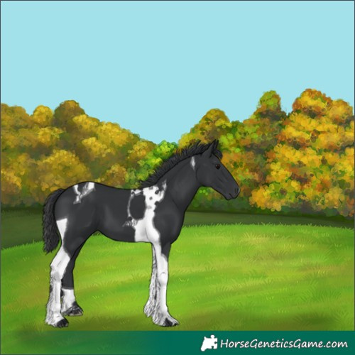 Horse Color:Black Tobiano 