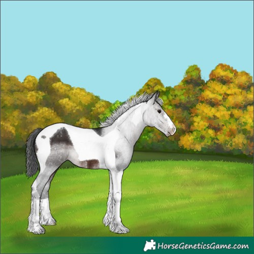 Horse Color:Brown Tobiano Appaloosa 