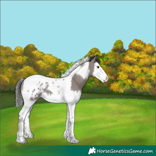 Horse Color:Platinum Liver Red Dun Splash Tobiano Appaloosa 