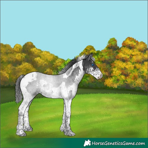 Horse Color:Black Splash Tobiano 