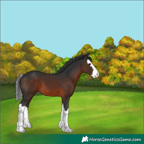 Horse Color:Brown Splash 