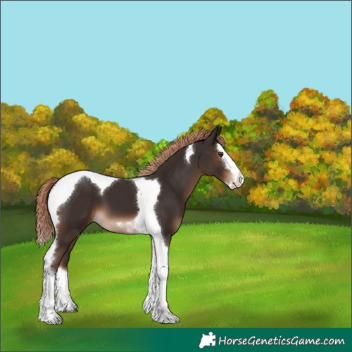 Horse Color:Liver Chestnut Splash Tobiano 