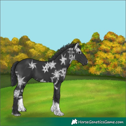 Horse Color:Black Ice Tobiano 