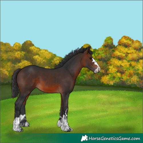 Horse Color:Brown 