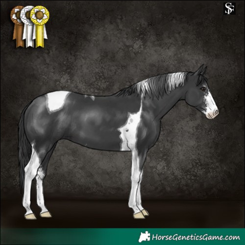 Horse Color:Black Sabino Tobiano 