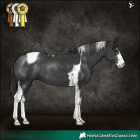 Horse Color:Black Sabino Tobiano