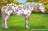 Horse Color:Chestnut Appaloosa 