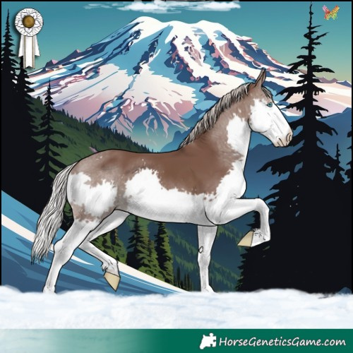 Horse Color:Silver Black Splash 