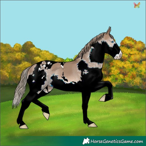 Horse Color:Liver Red Dun Splash Tobiano 