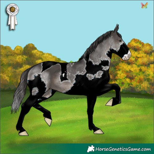 Horse Color:Black Splash Tobiano