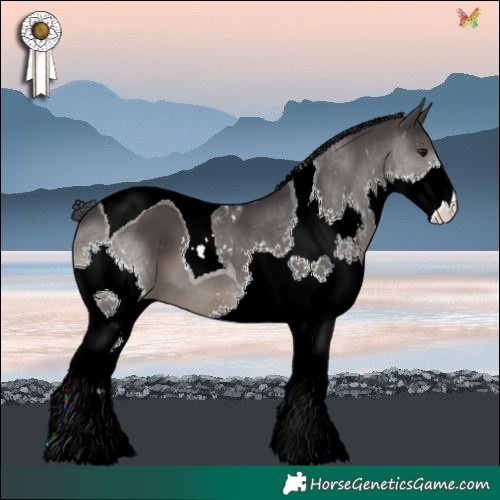 Horse Color:Black Splash Tobiano 