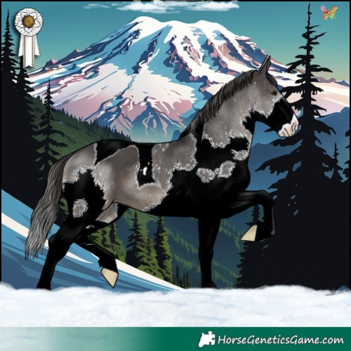 Horse Color:Black Splash Tobiano 