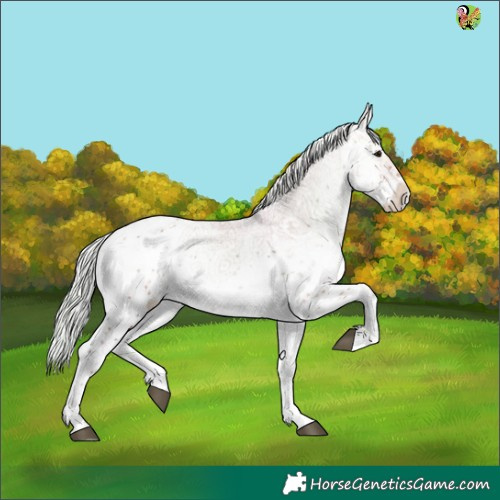 Horse Color:Silver Bay Ice Onyx Sabino 