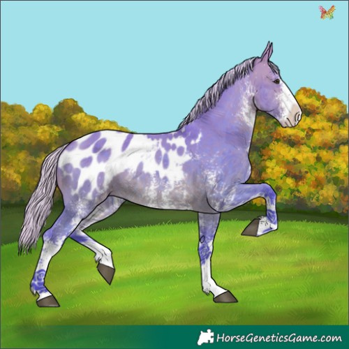Horse Color:Watercolor White Spotted Silver Brown Dun Appaloosa 