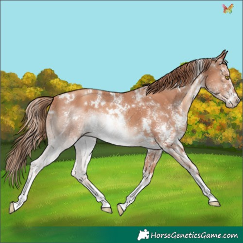 Horse Color:White Spotted Gold Champagne 