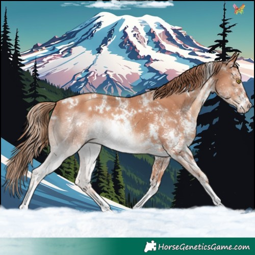 Horse Color:White Spotted Gold Champagne 