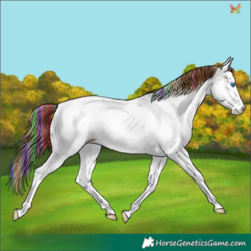 Horse Color:Painted White Spotted Sable Champagne Roan Splash Appaloosa 