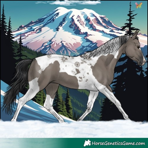 Horse Color:Grullo Tobiano 