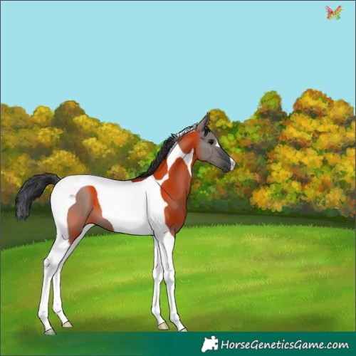 Horse Color:Grullo Tobiano