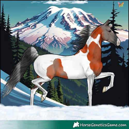Horse Color:Grullo Tobiano 