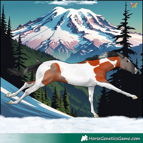 Horse Color:Grullo Tobiano 