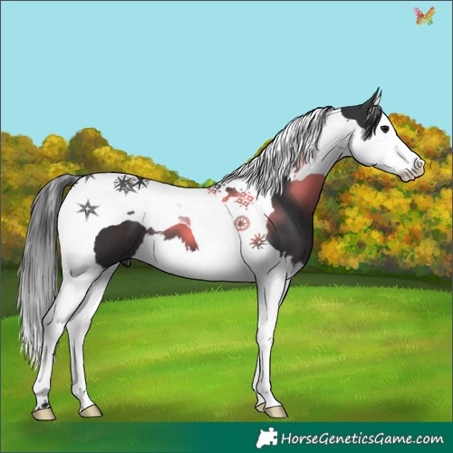 Horse Color:Black Splash Tobiano