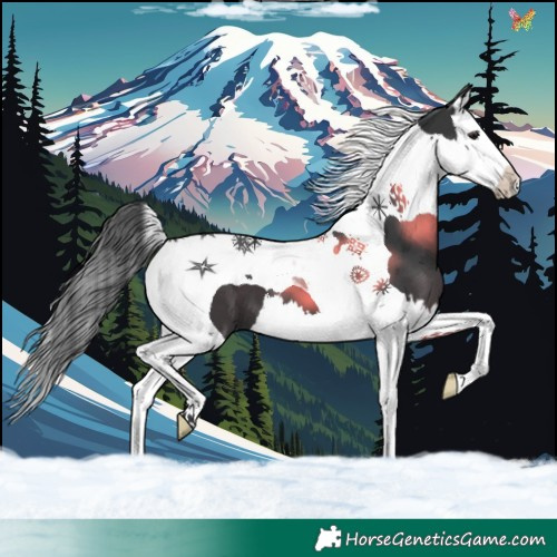 Horse Color:Black Splash Tobiano 