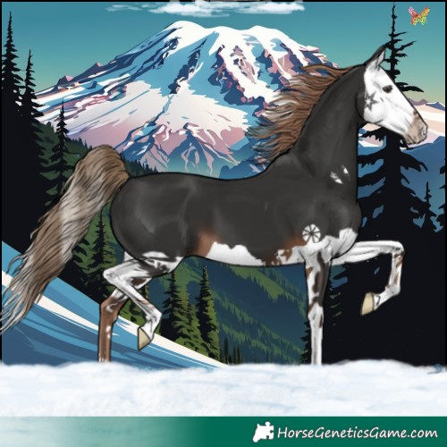 Horse Color:Liver Chestnut Splash 