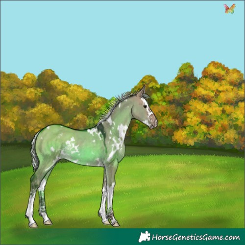 Horse Color:White Spotted Silver Brown Dun Splash Rabicano 