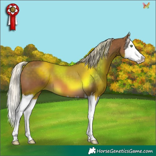 Horse Color:Chocolate Palomino Splash 
