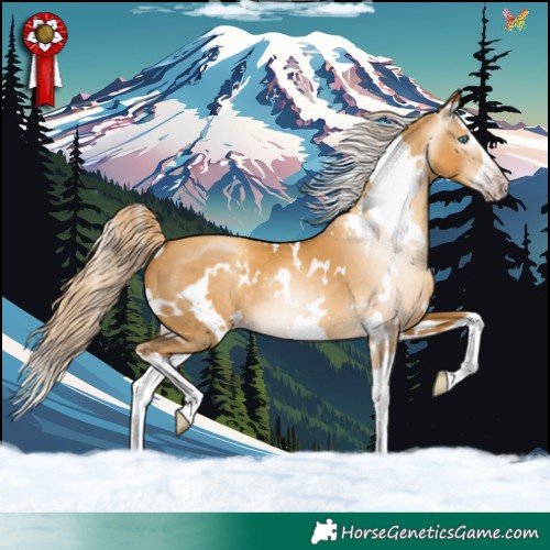 Horse Color:Gray White Spotted Gold Cream Champagne Dun Splash 