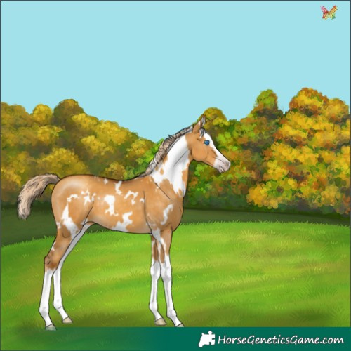Horse Color:Gray White Spotted Gold Cream Champagne Dun Splash 