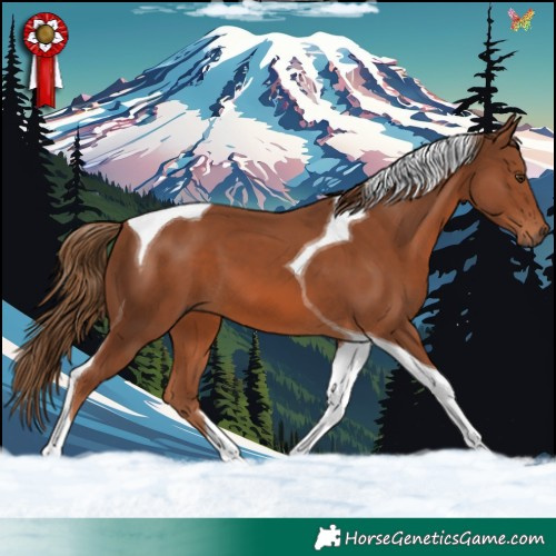 Horse Color:Chestnut Tobiano 