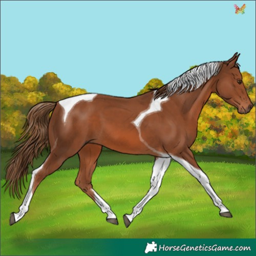 Horse Color:Chestnut Tobiano 