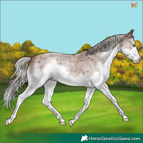 Horse Color:Silver Blue Roan Splash 