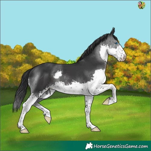Horse Color:Black Splash 