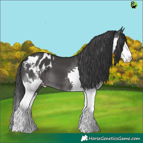 Horse Color:Black Splash Appaloosa 