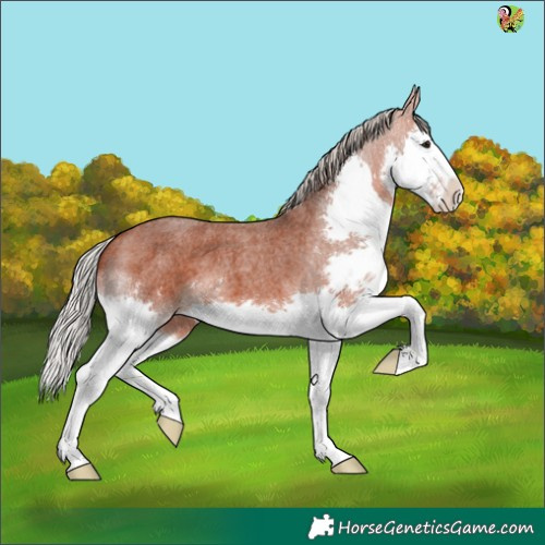 Horse Color:Silver Bay Roan Splash 