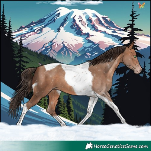 Horse Color:Sable Champagne Tobiano 