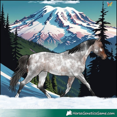 Horse Color:White Spotted Bay Roan Rabicano 