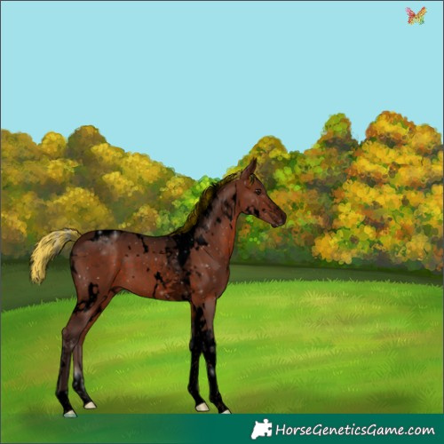 Horse Color:Void Painted White Spotted Silver Brown Tobiano 
