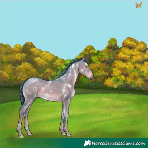 Horse Color:Watercolor White Spotted Liver Red Dun 