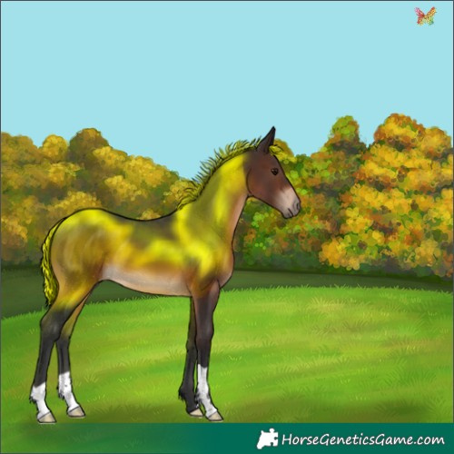 Horse Color:Brown 